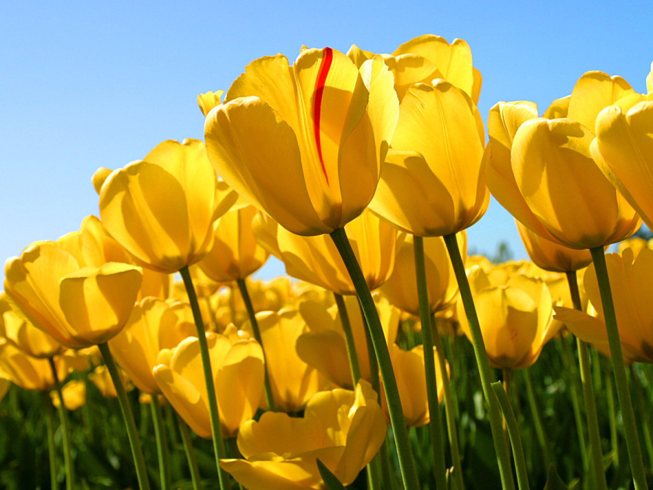 cropped-Tulips.jpg