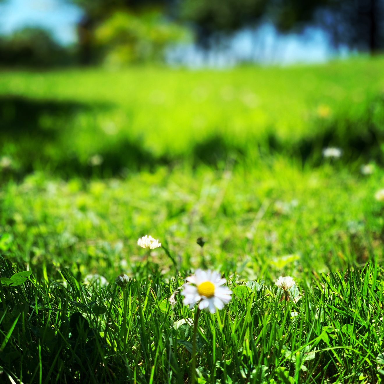 Tonte et ramassage des feuilles : nous avons choisi la nature