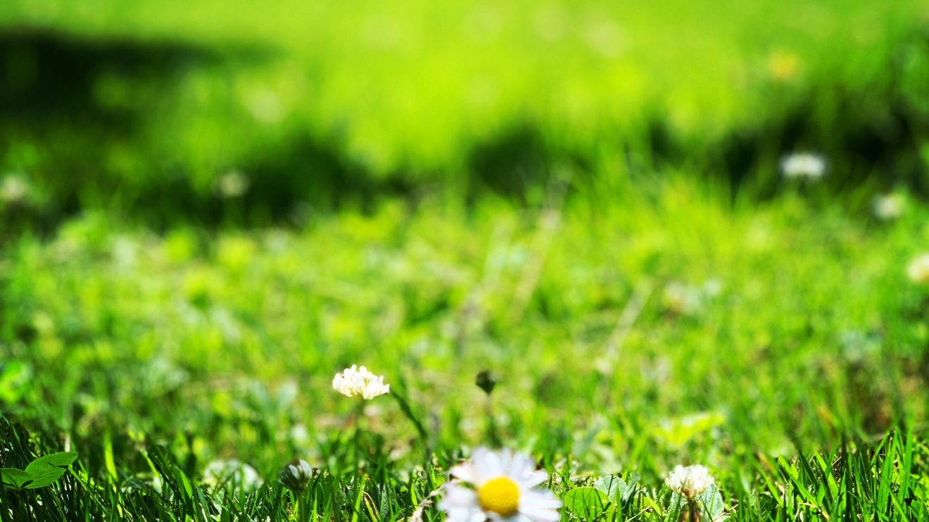 Tonte et ramassage des feuilles : nous avons choisi la nature