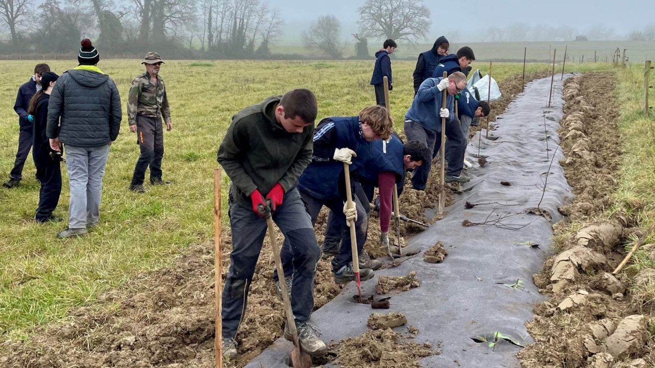 Haies bocagères : 25 000 arbres en plantation