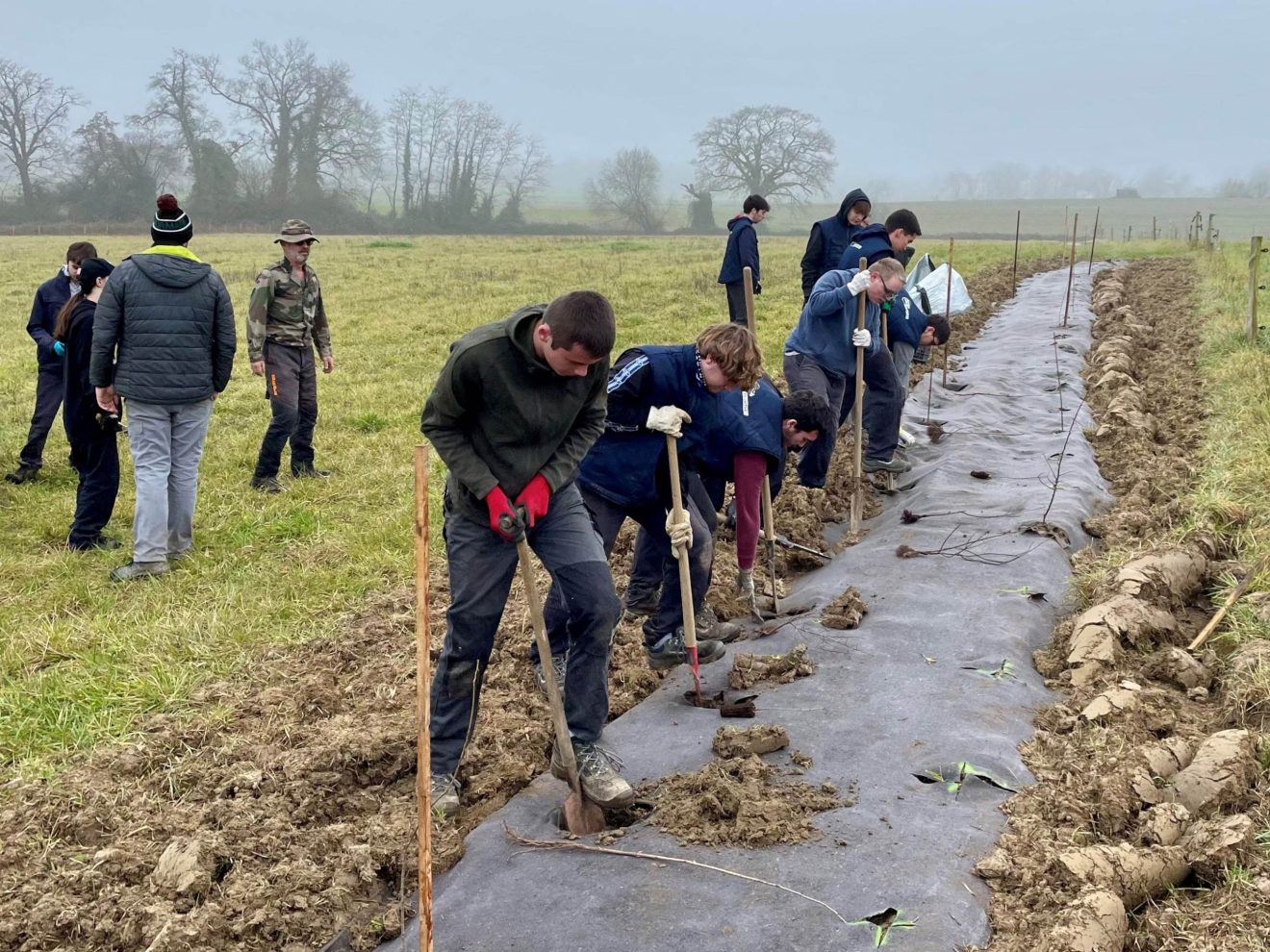 Haies bocagères : 25 000 arbres en plantation